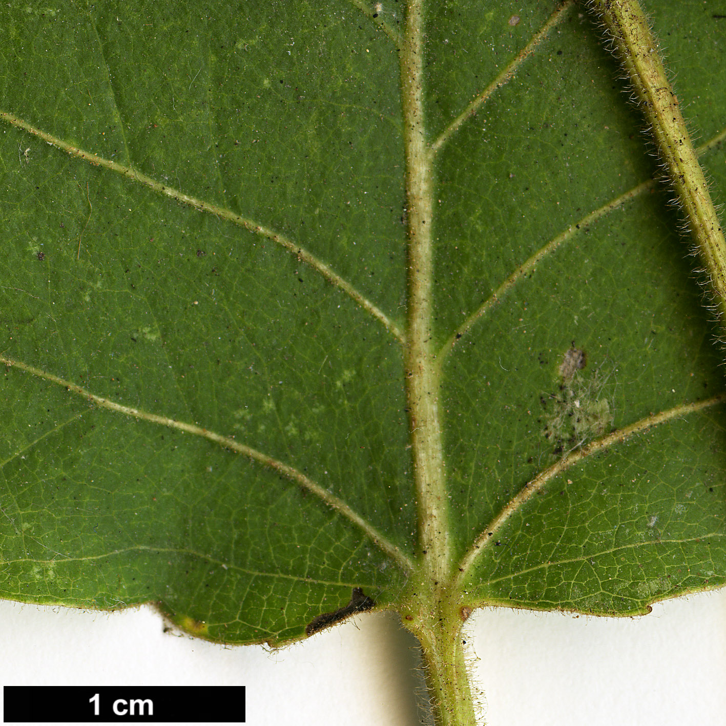 High resolution image: Family: Salicaceae - Genus: Populus - Taxon: aff. balsamifera